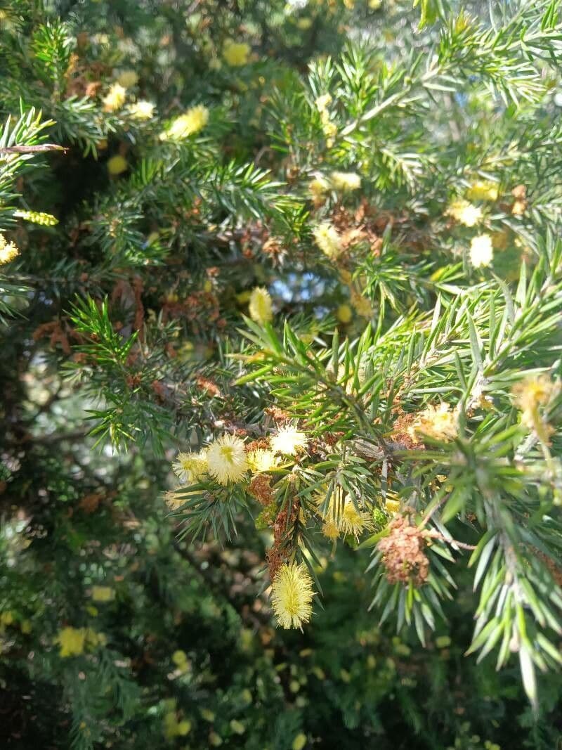 Acacia verticillata 8