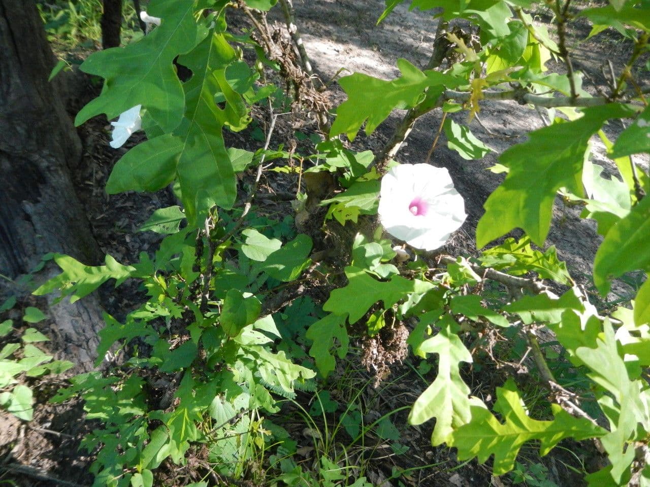 Ipomoea pandurata 8