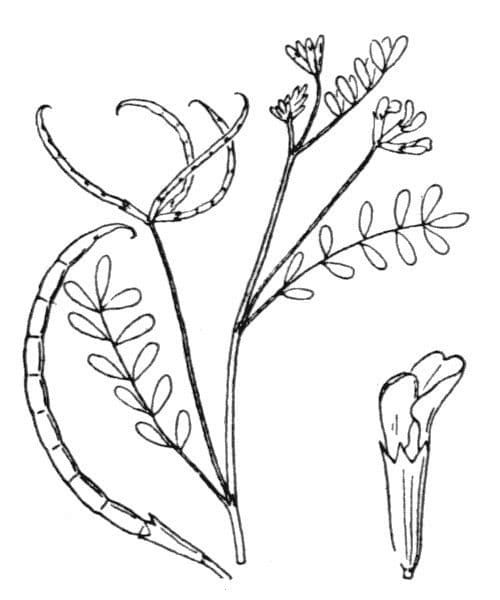 Ornithopus pinnatus 24