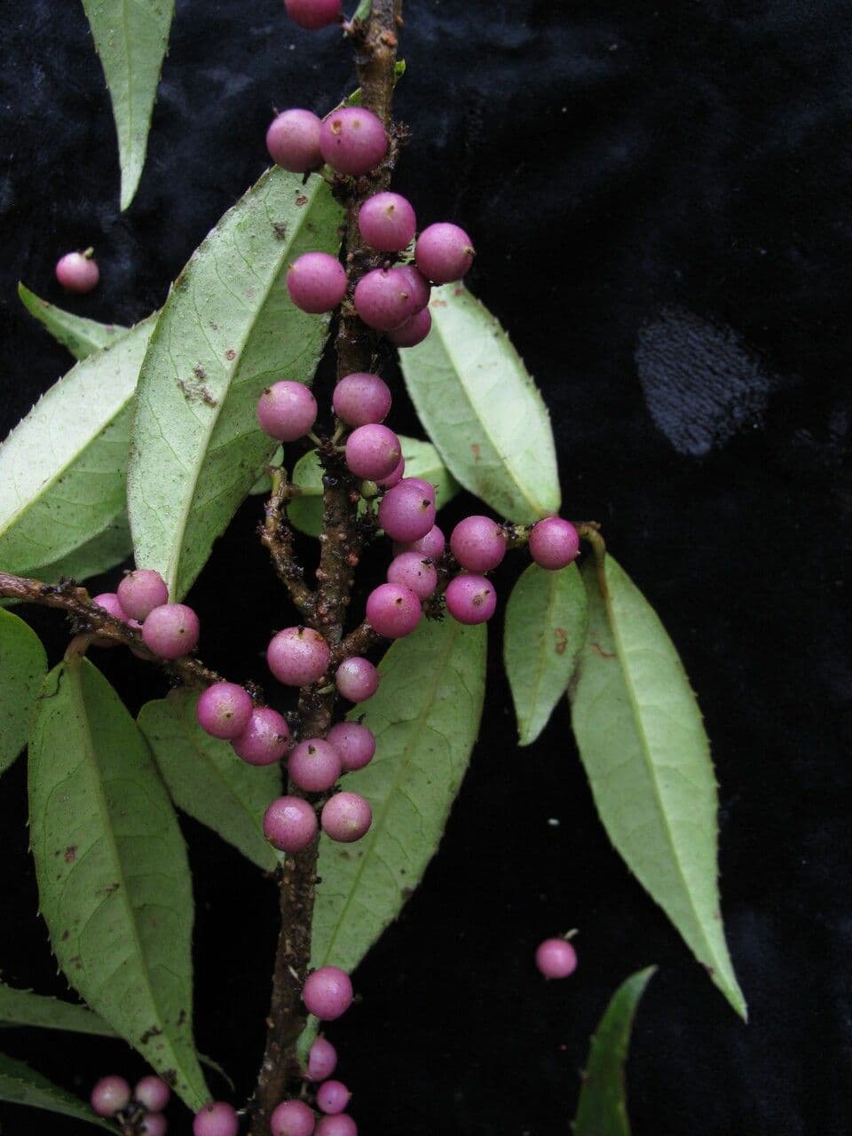 Myrsine semiserrata 2