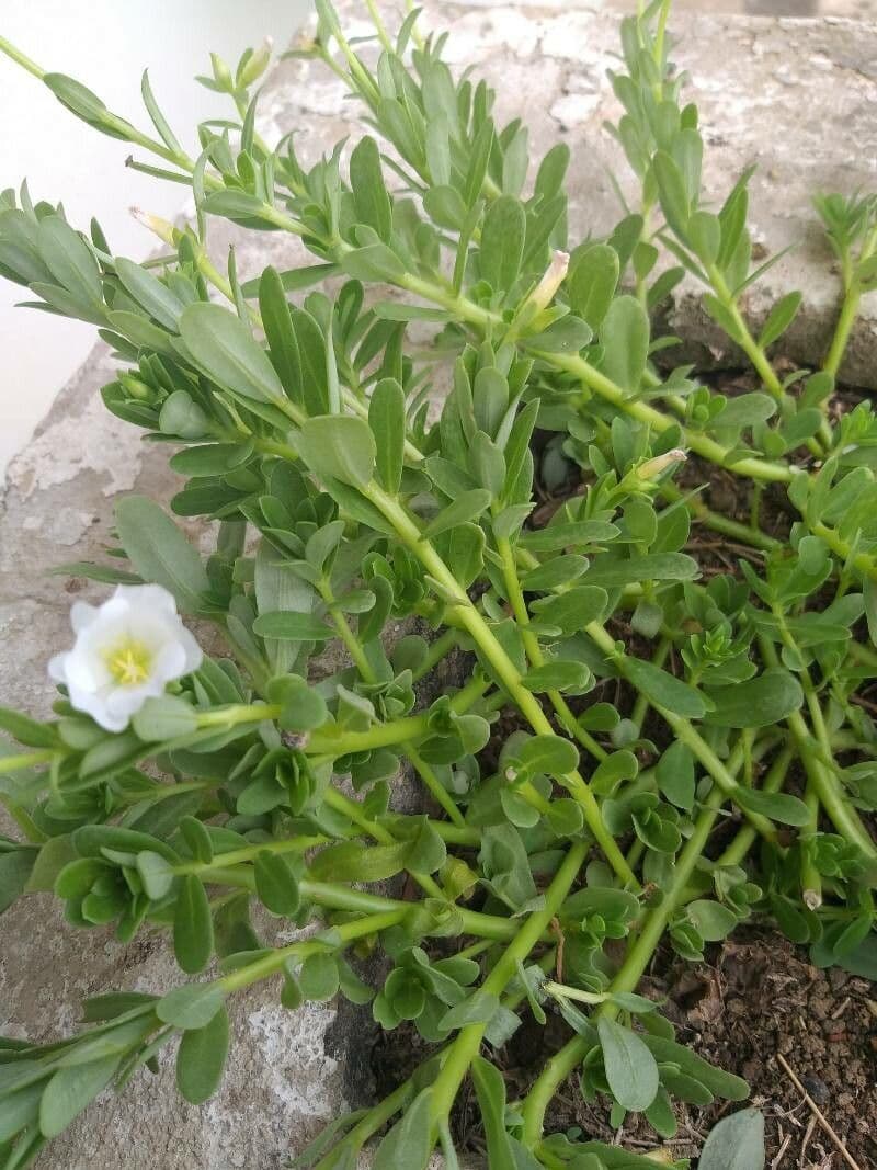 Brahmi 4