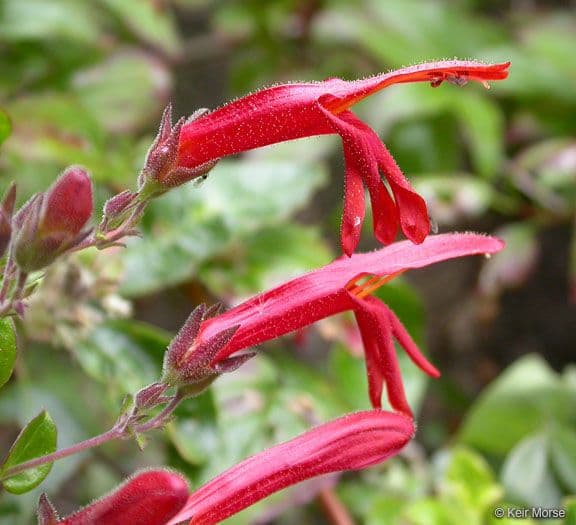 Keckiella cordifolia 9
