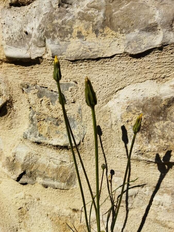 Scorzonera laciniata 4