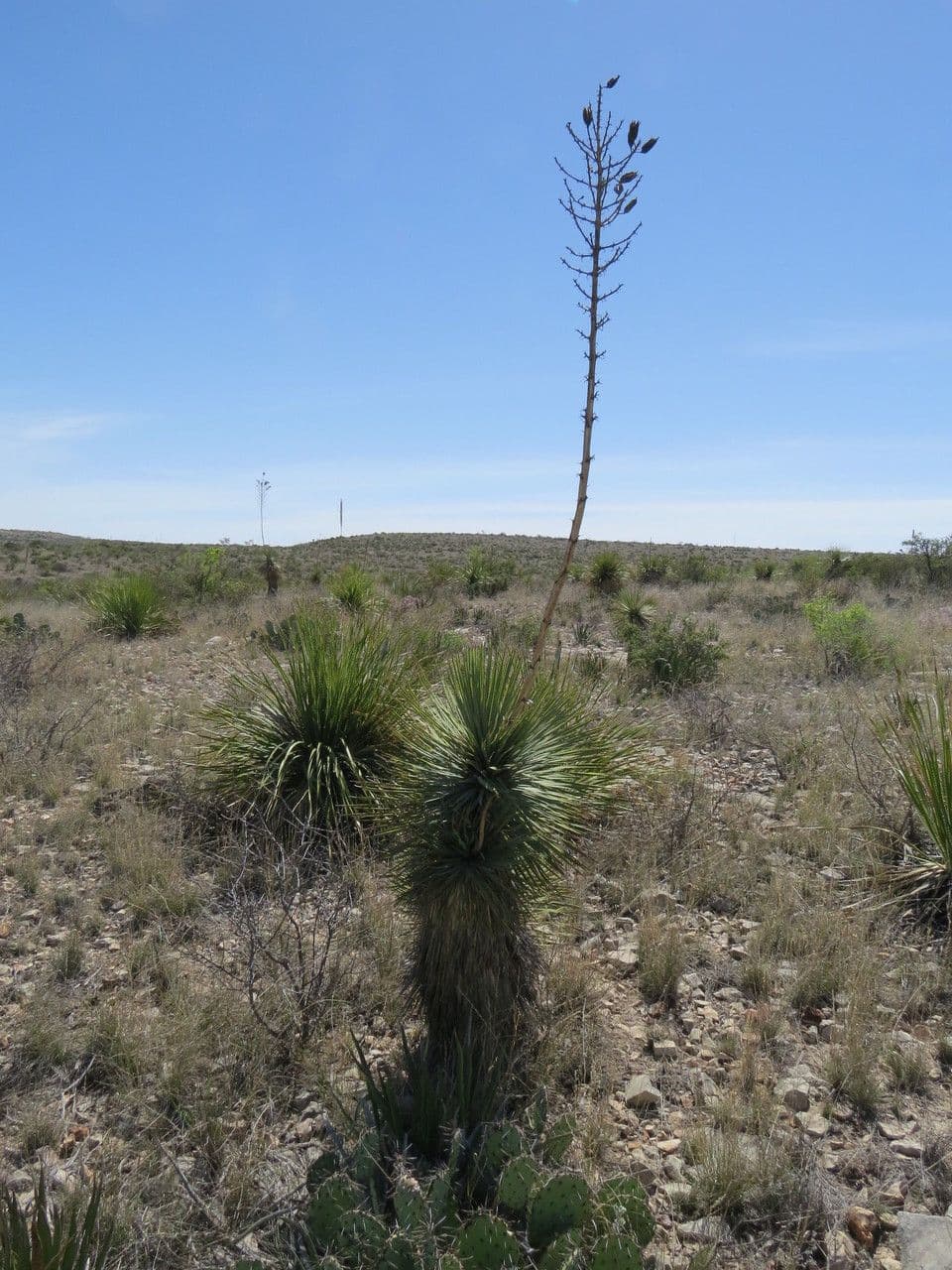 Yucca alta 10