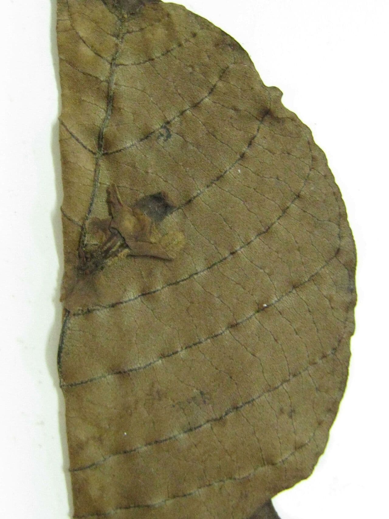 Agocha 4