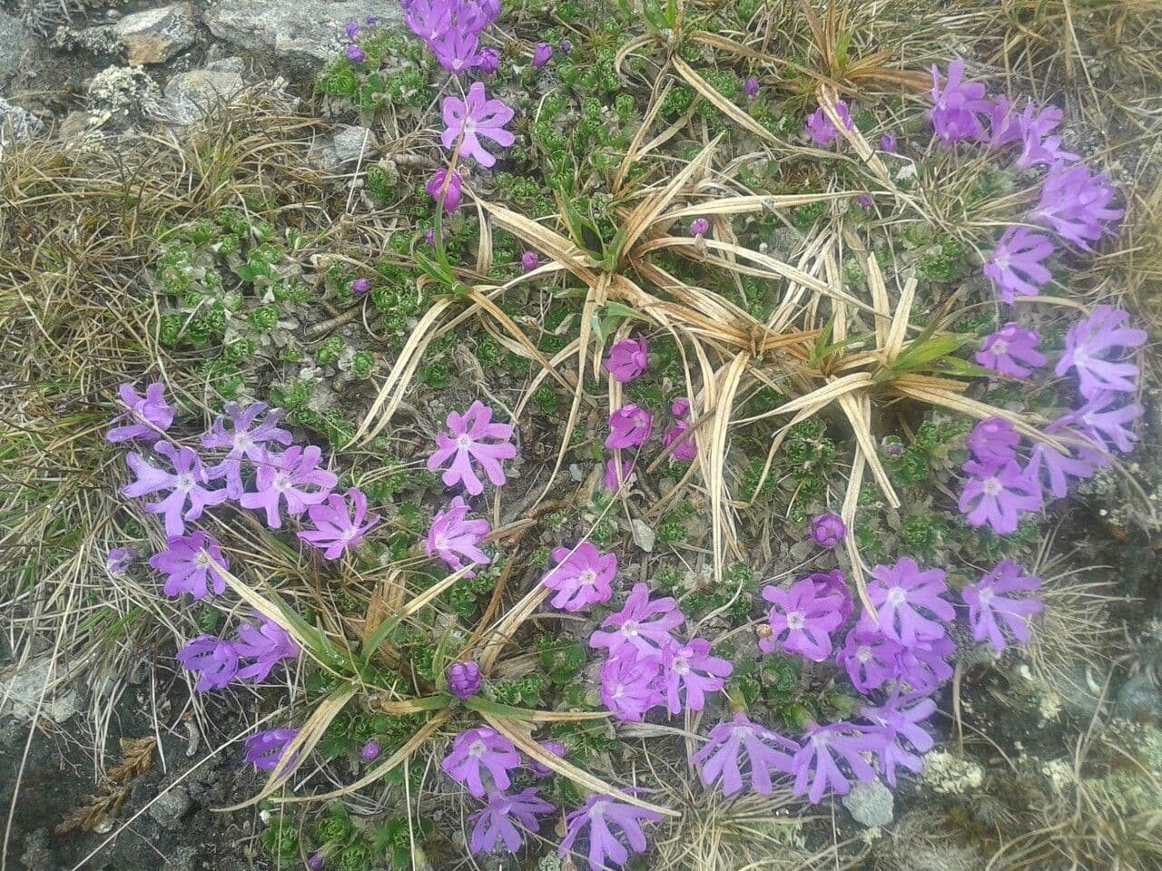 Primula 4