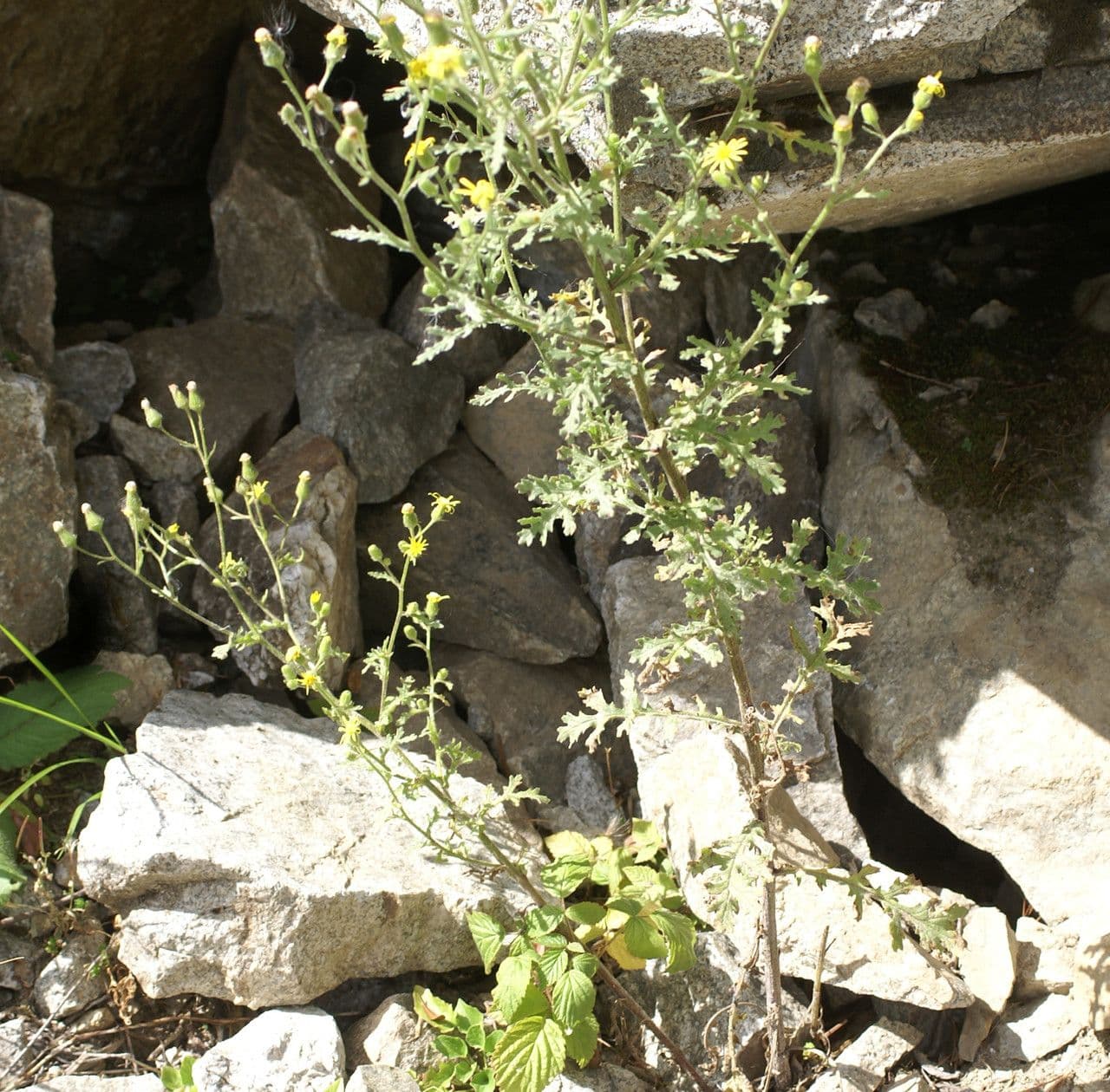 Senecio dei boschi 12