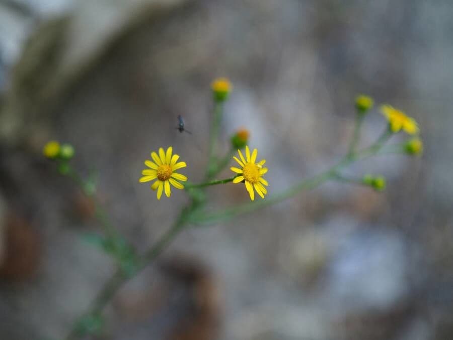 Senecio pterophorus 9