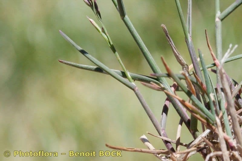 Blaugrüne Grannen-Rispengras 19