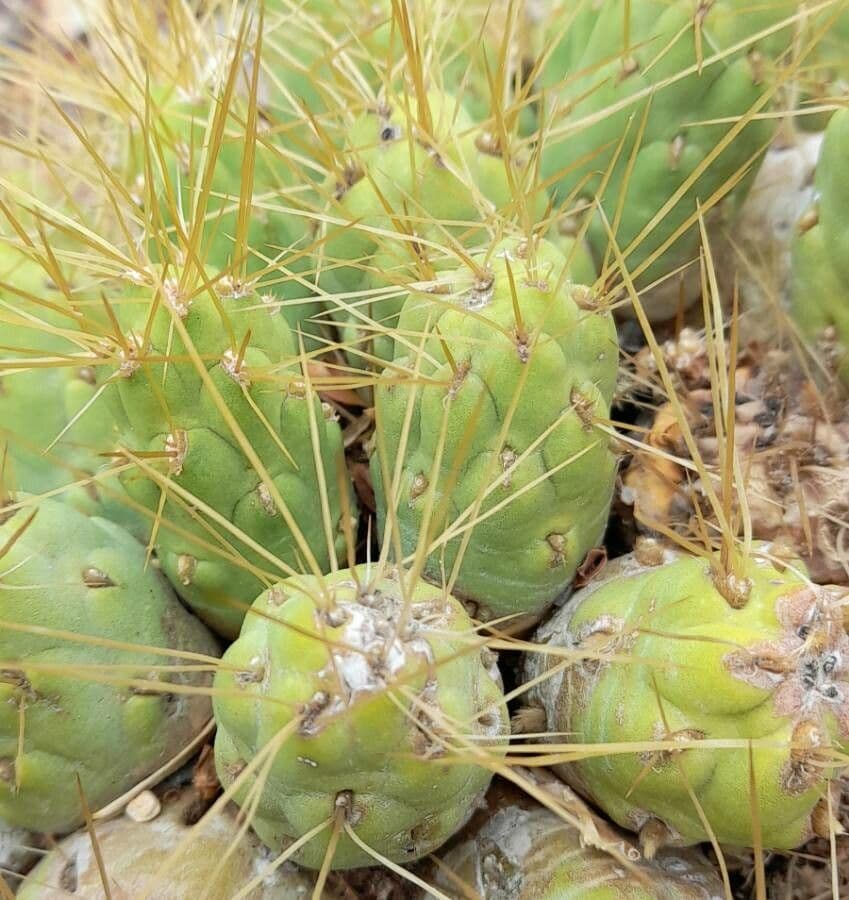 Cumulopuntia boliviana 14