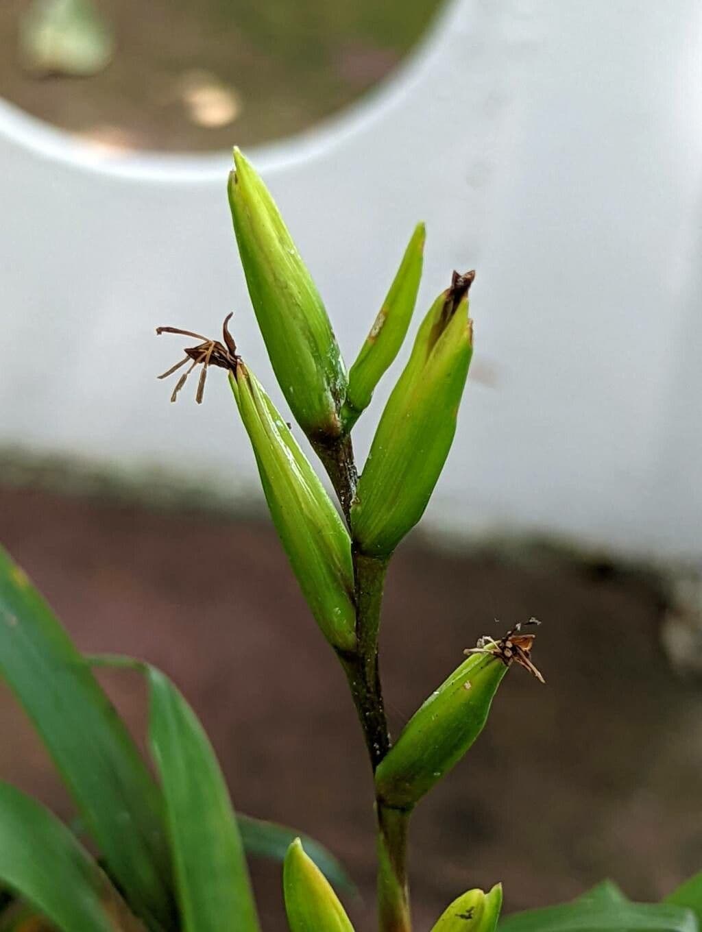 Vriesea 2