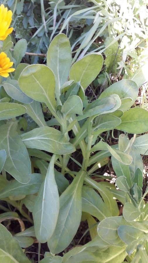 Calendula 20