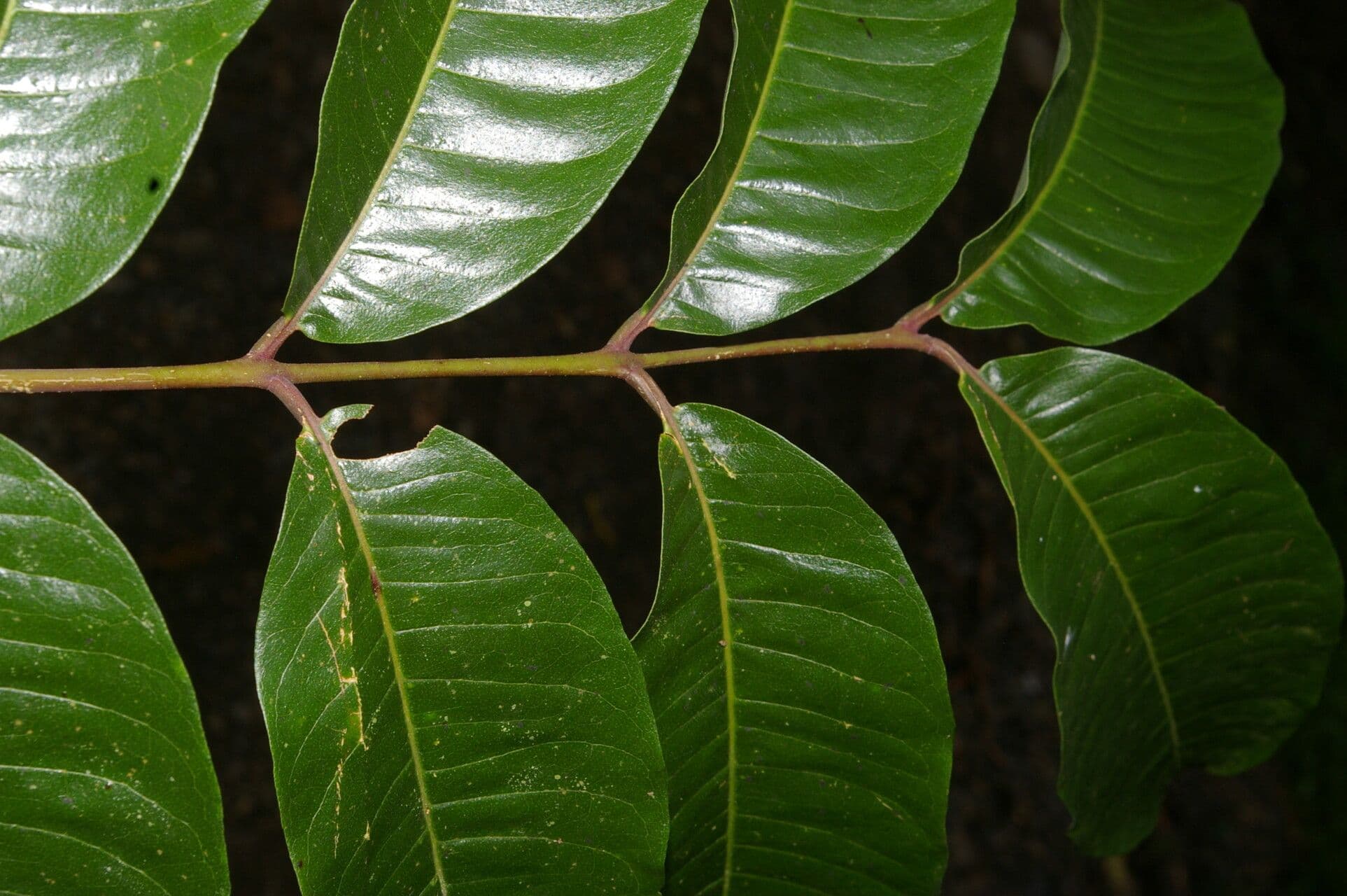 Zanthoxylum 6