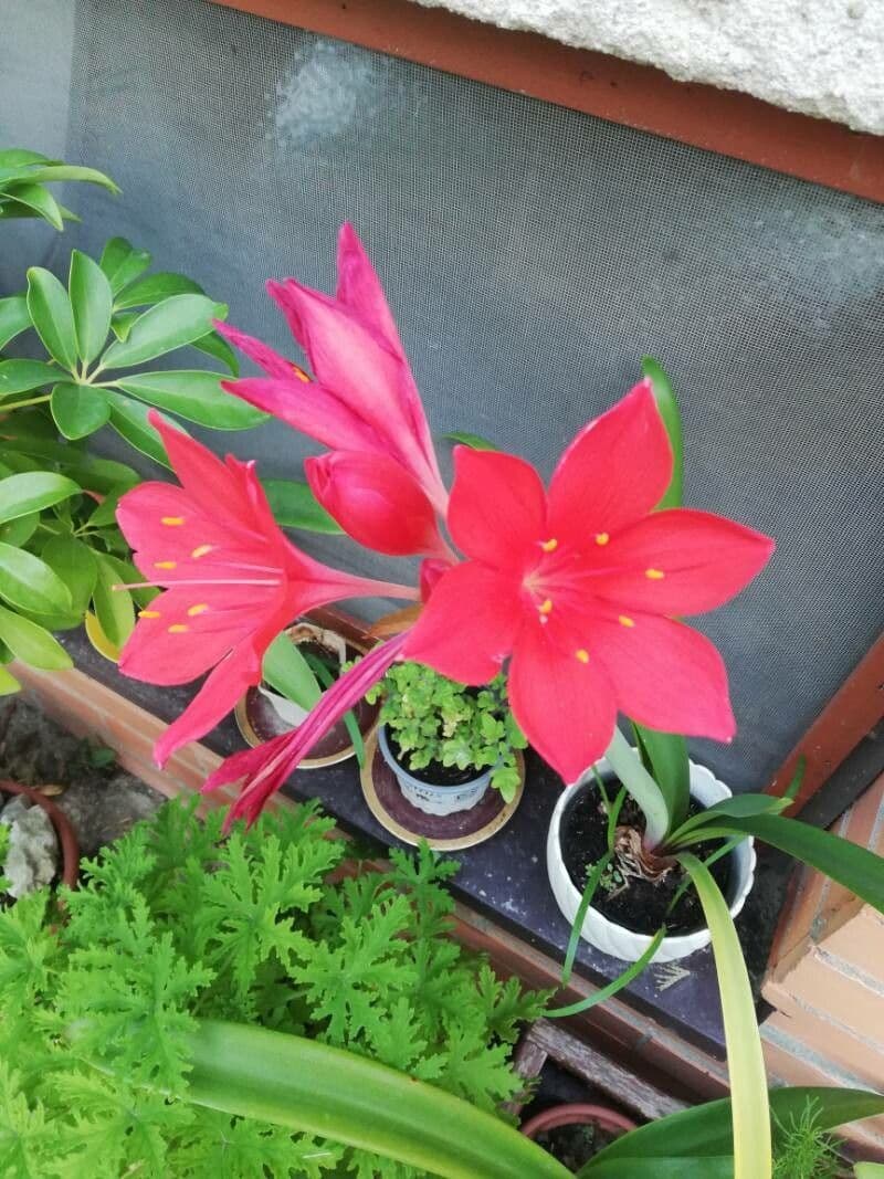 Cyrtanthus 2