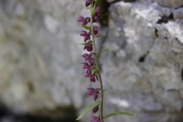Elleborine violacea 28