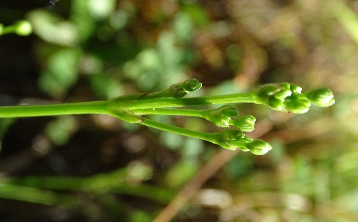 Alisma lancéolé 12