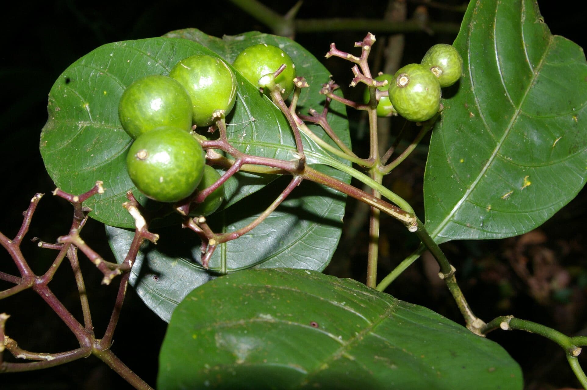 Palicourea