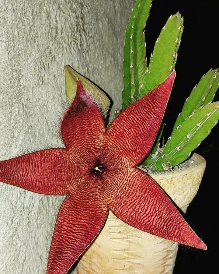 Stapelia gigantea 18