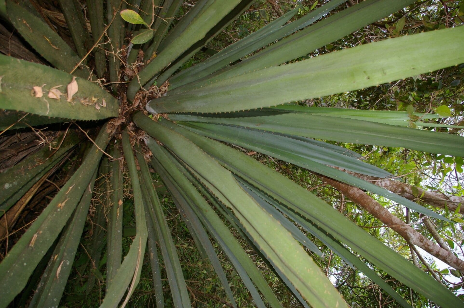 Agave 9
