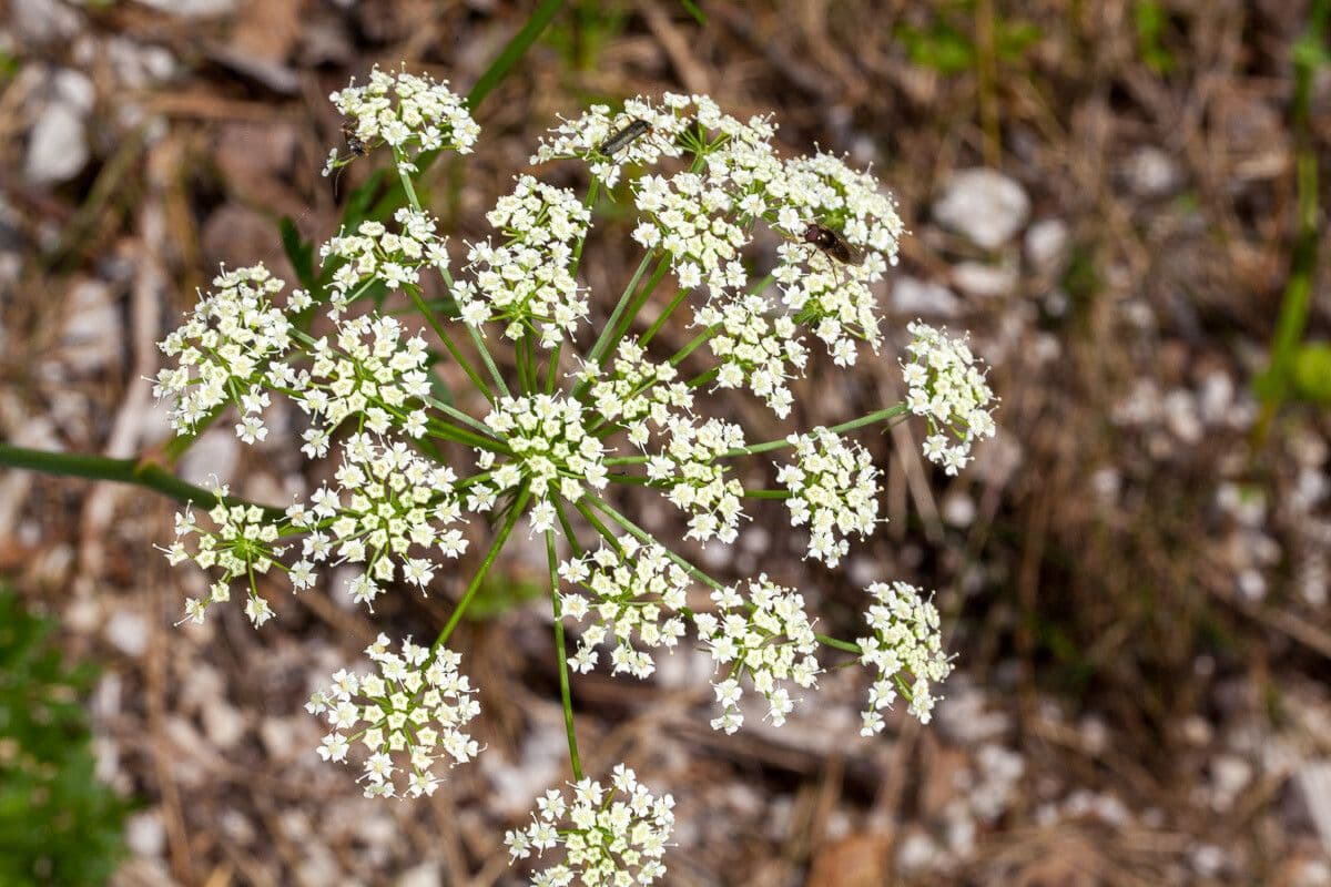 Peucedano veneto