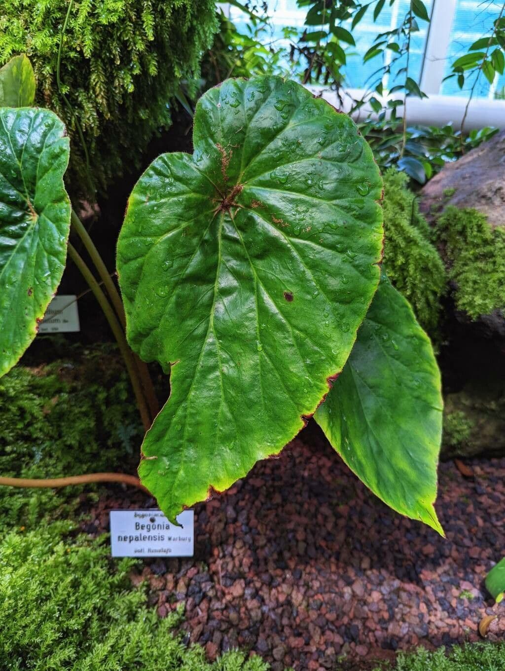 Begonia 4