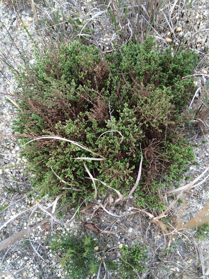 Hudsonia 7