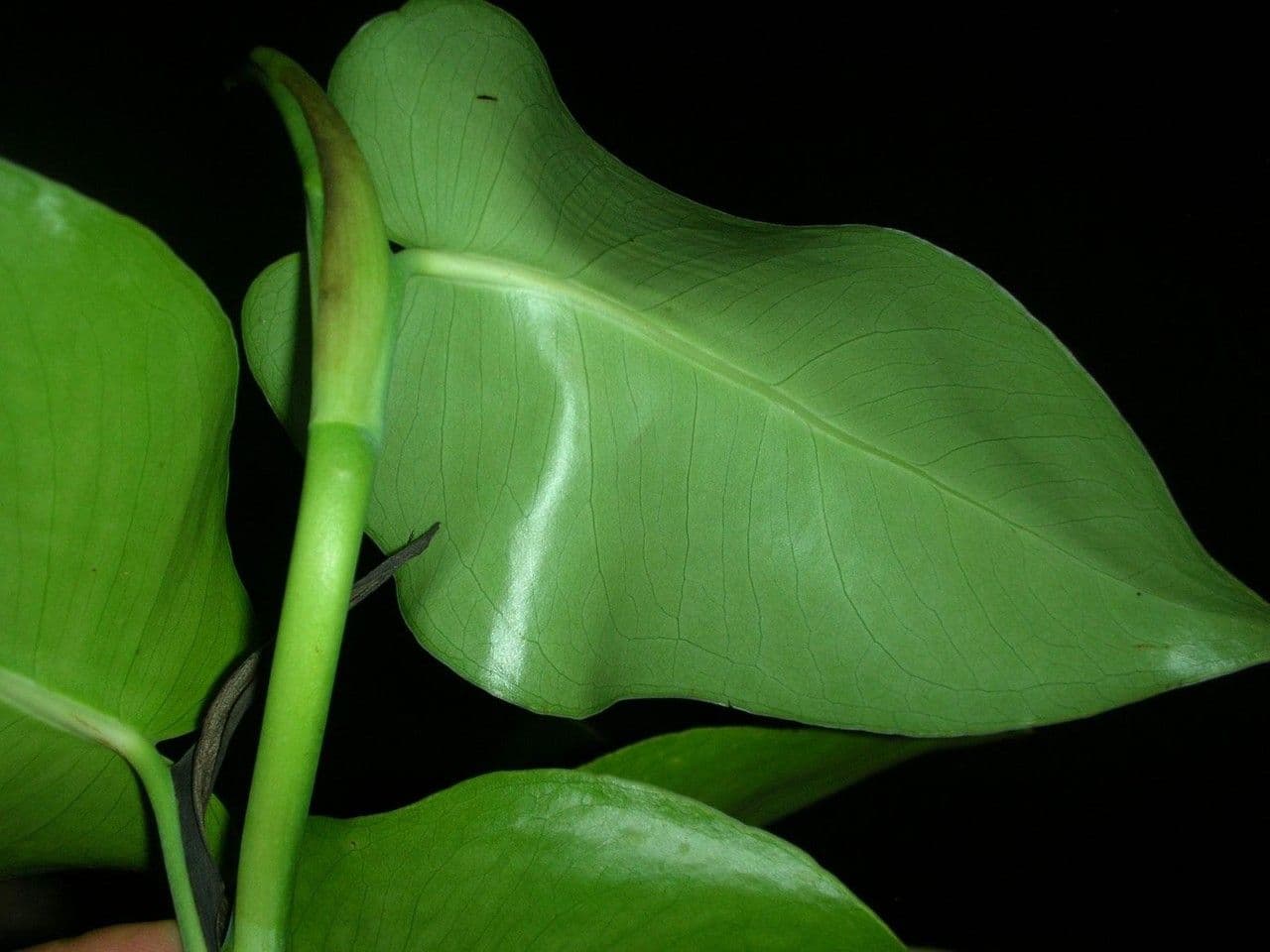 Monstera 7
