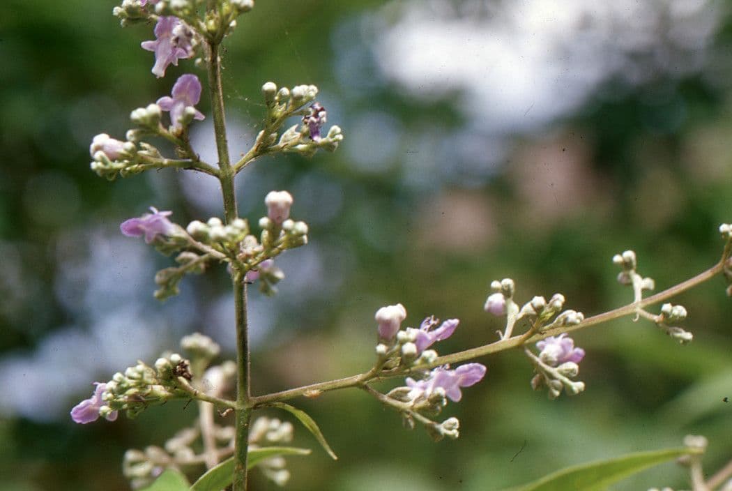 Vitex 5