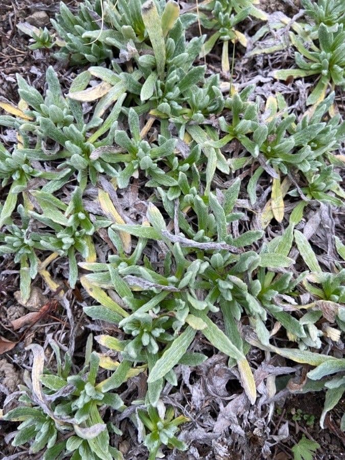 Gnaphalium nano 17
