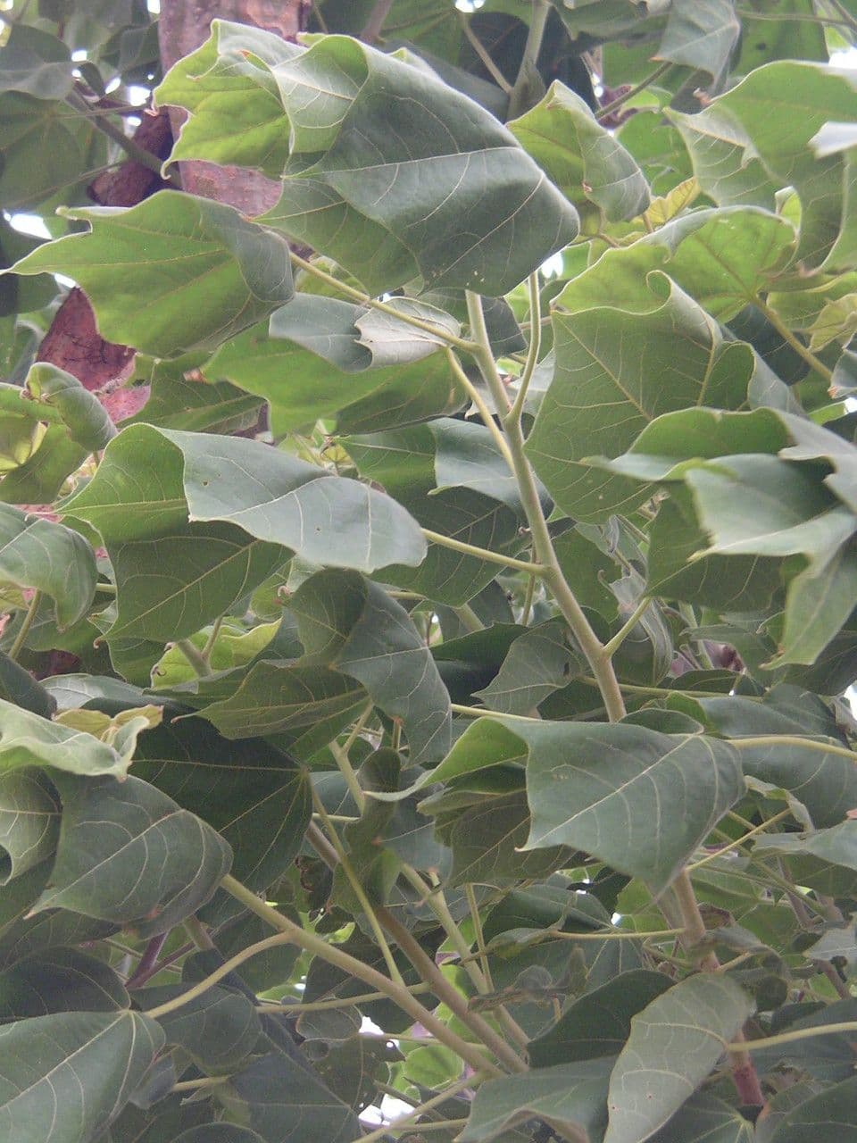 Sterculia 8