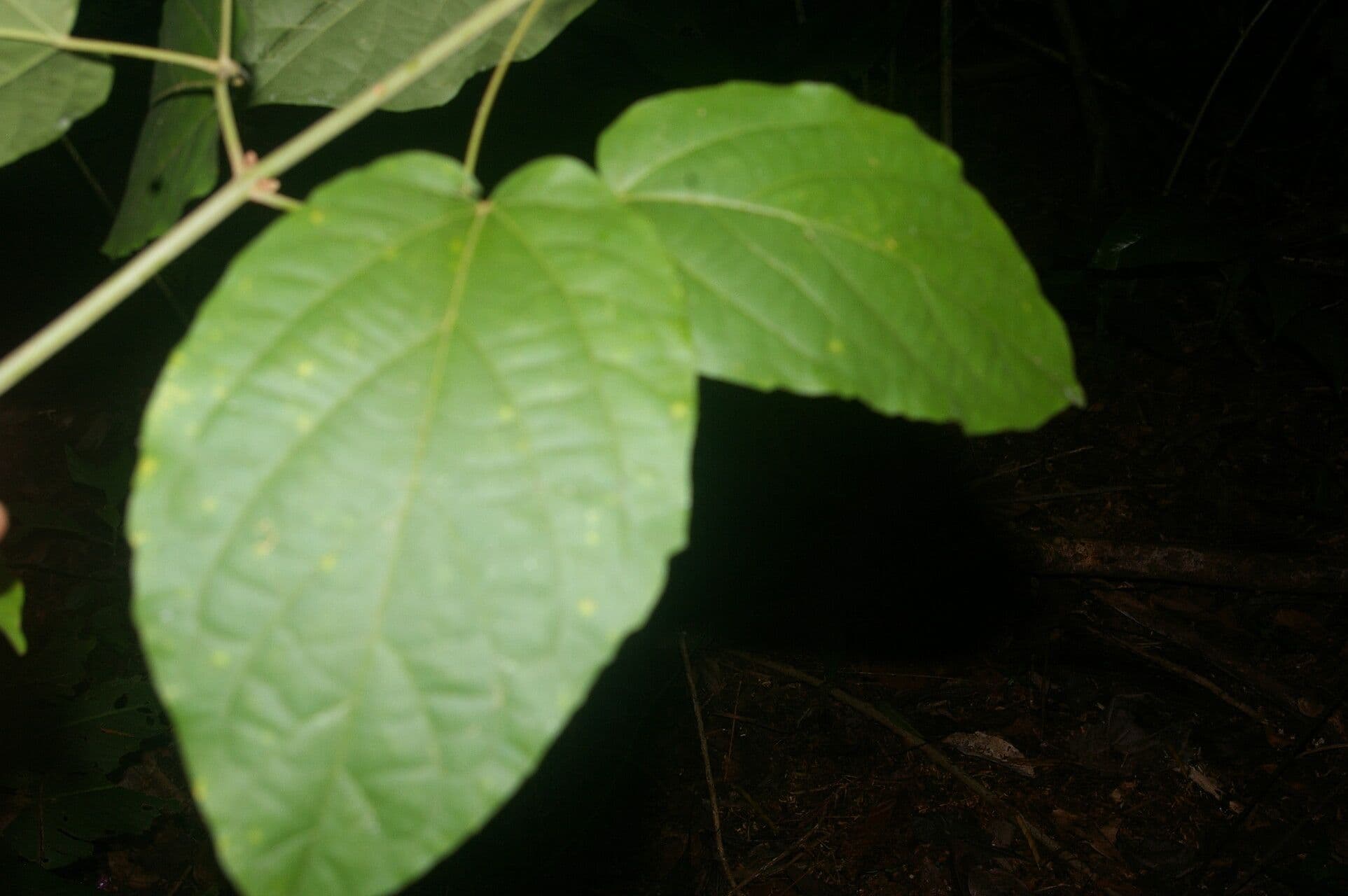 Stizophyllum riparium 2