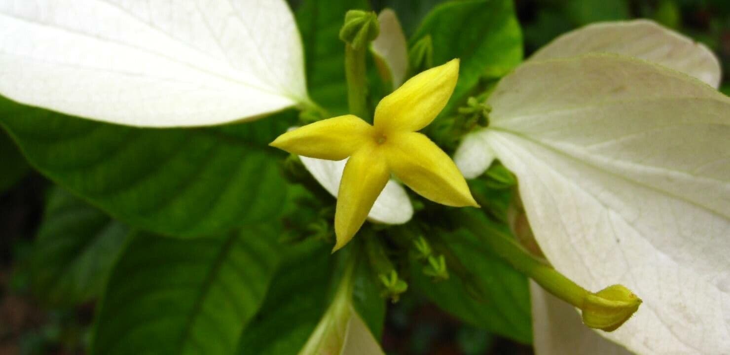 Mussaenda pubescente 5