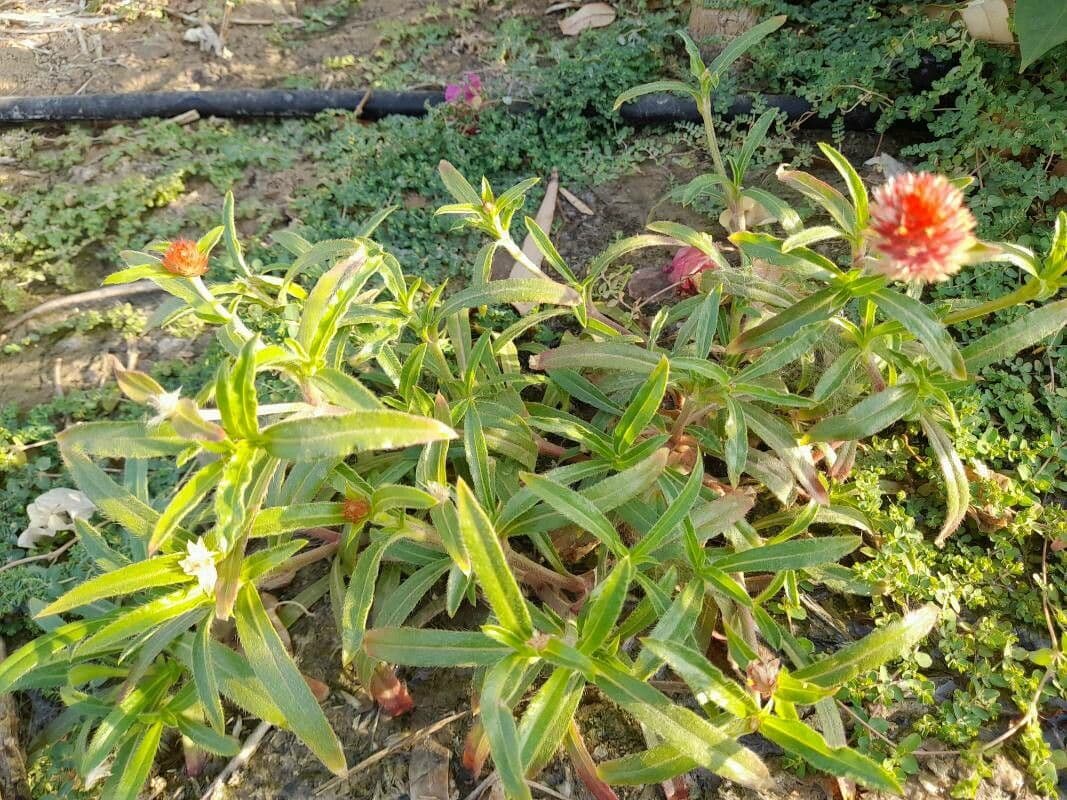Gomphrena 19