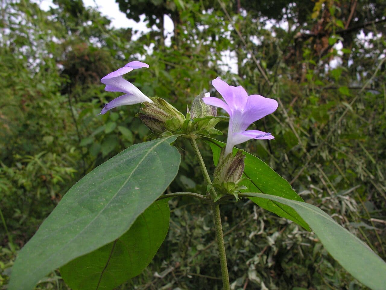 Barleria 9