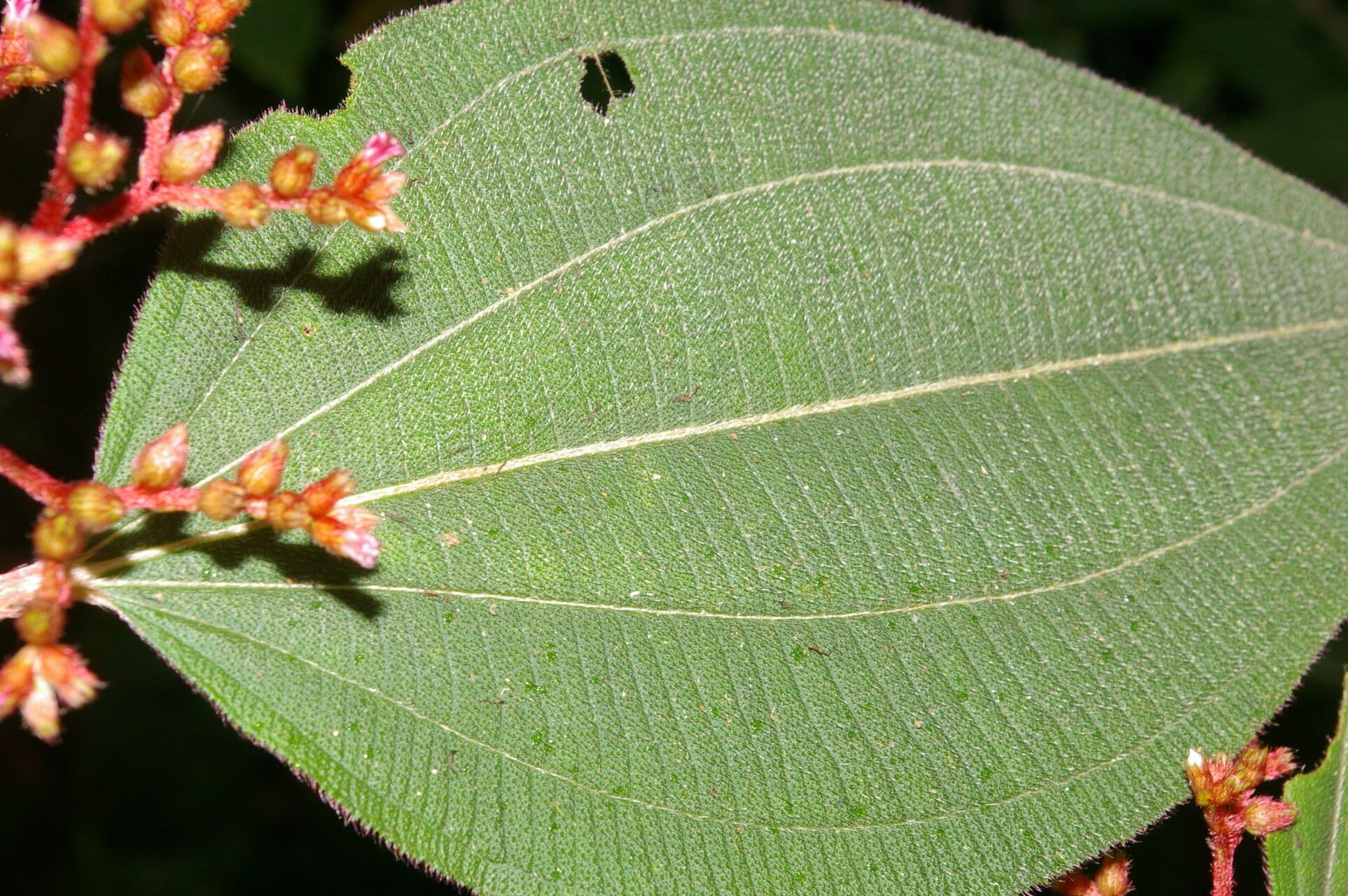 Miconia 3