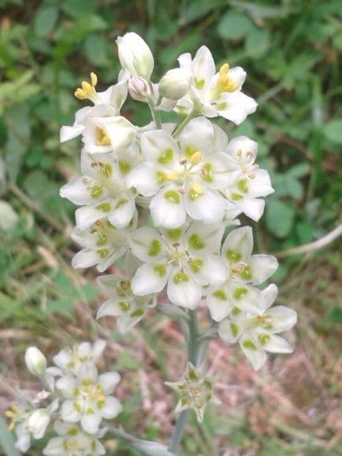Anticlea elegante 5
