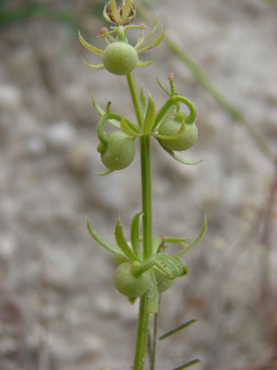 Corn-cleavers 3
