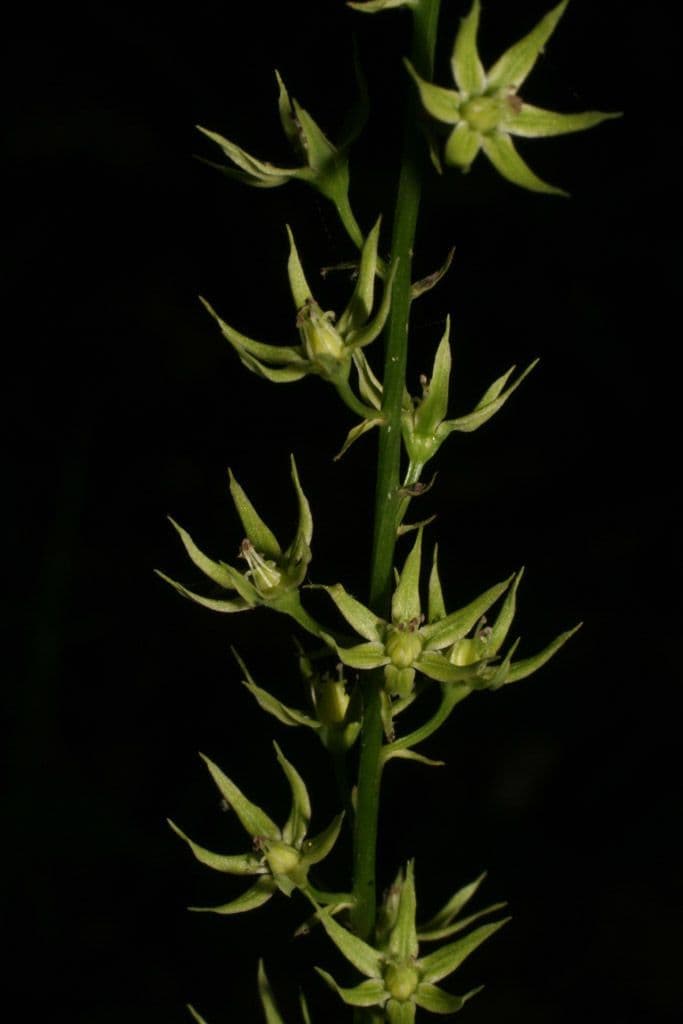 Stenanthium trávolisté 3