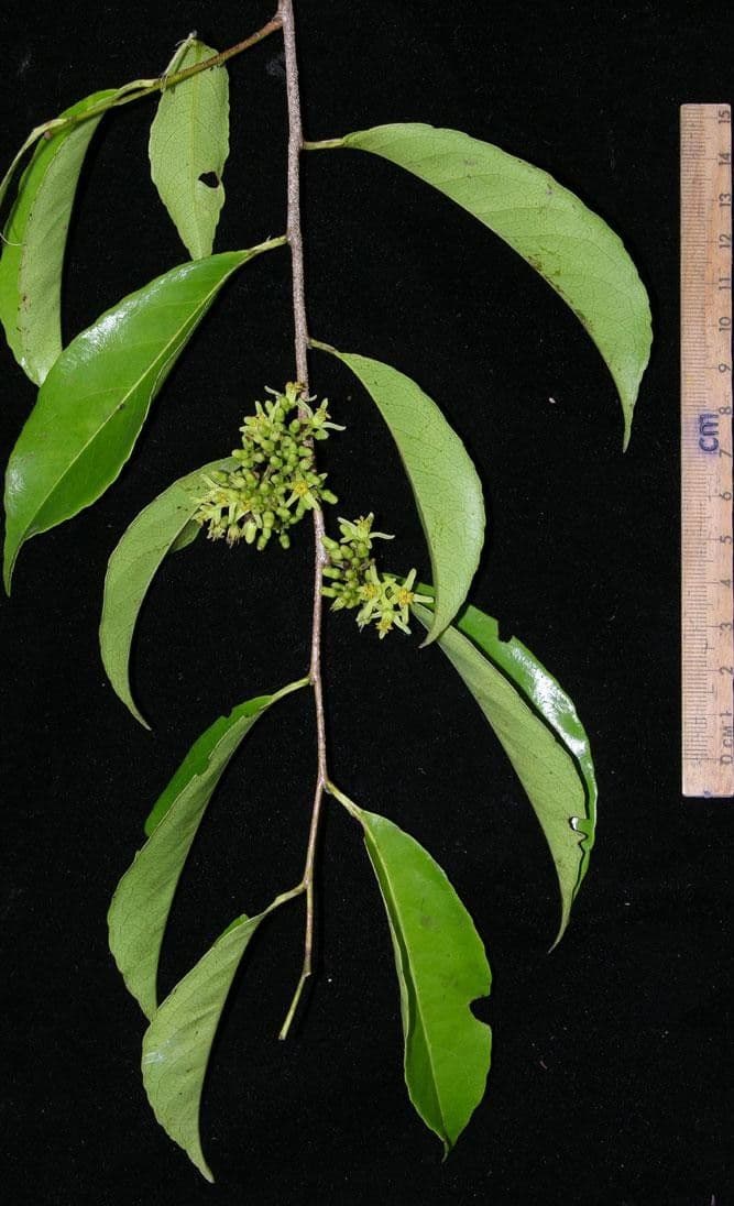 Sacoglottis 27
