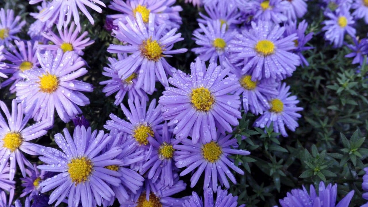 Glatte Aster 4