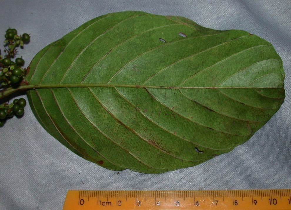 Pinzona coriacea 17