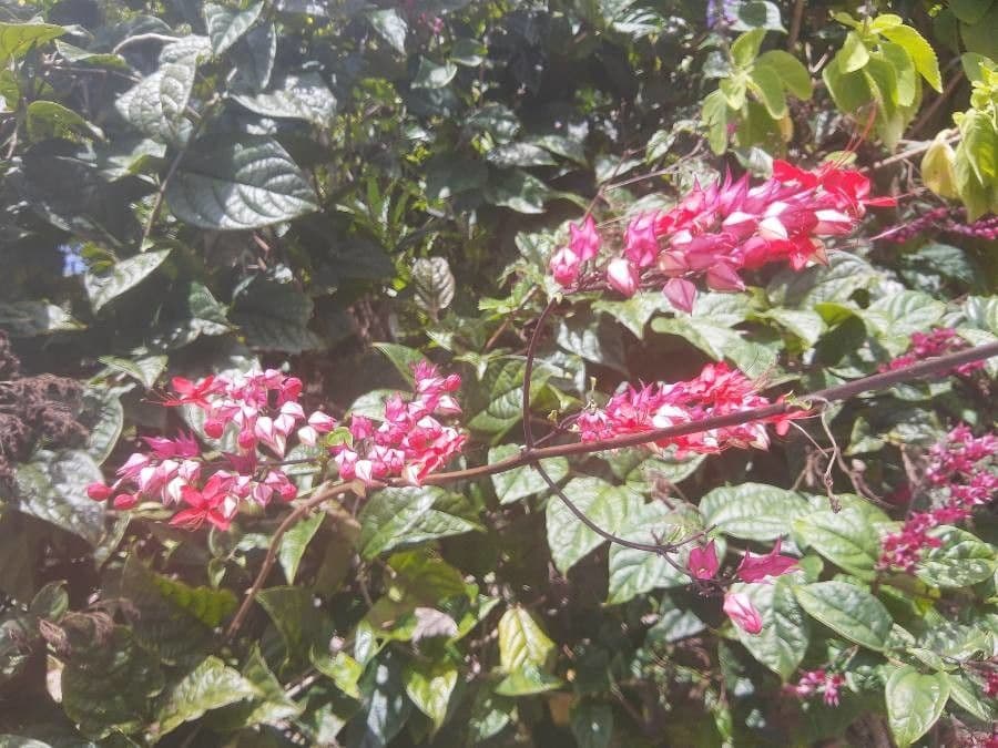 Glorybower 6