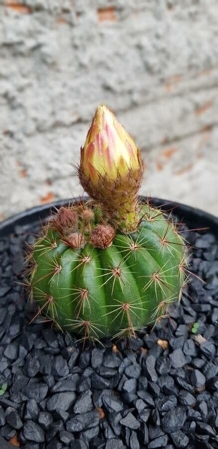 Parodia 5