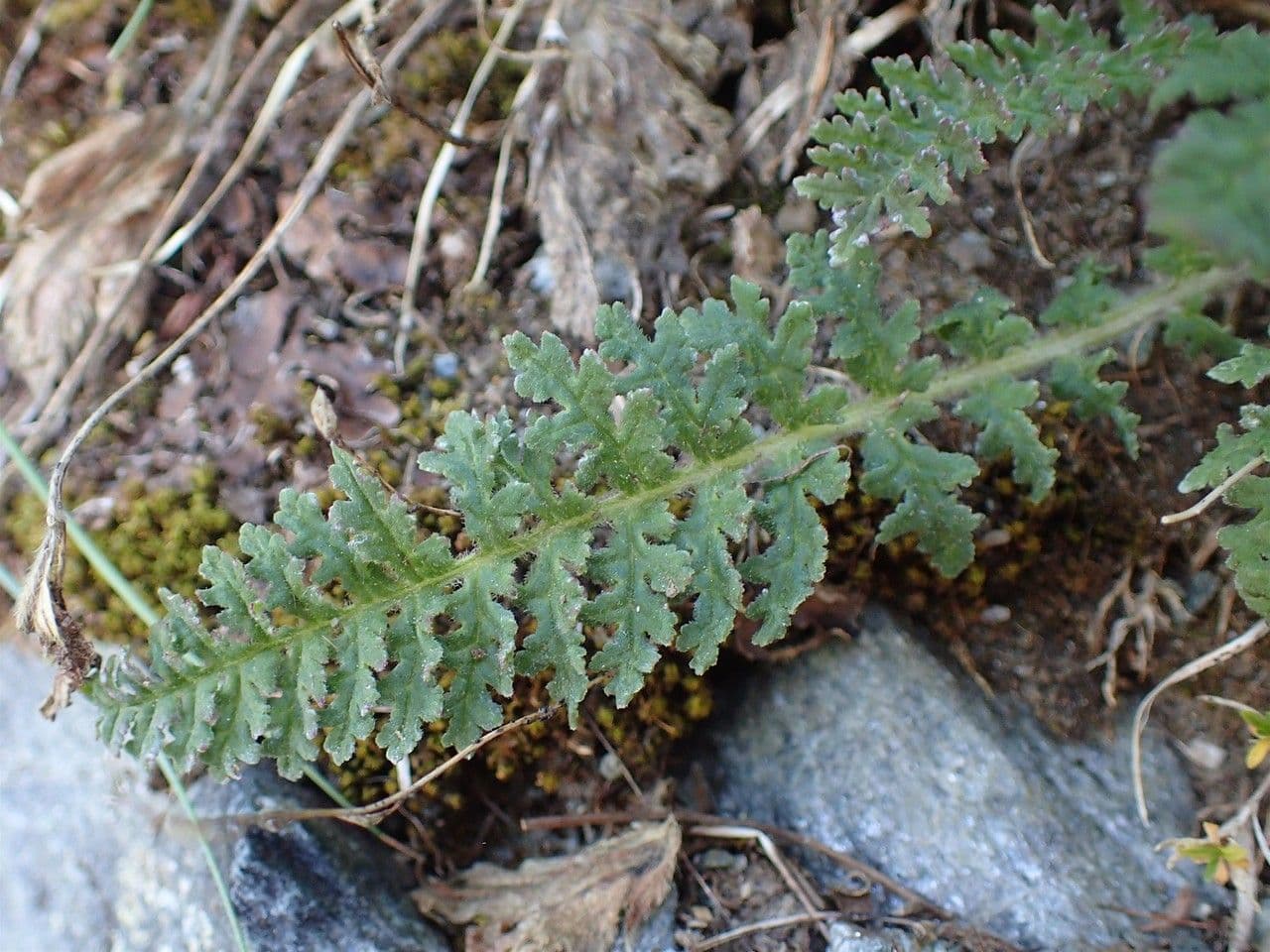 Pedicularis gyroflexa 7