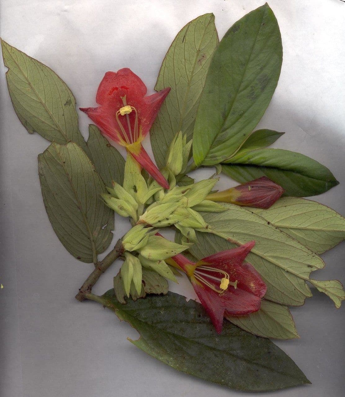 Columnea nicaraguense 17