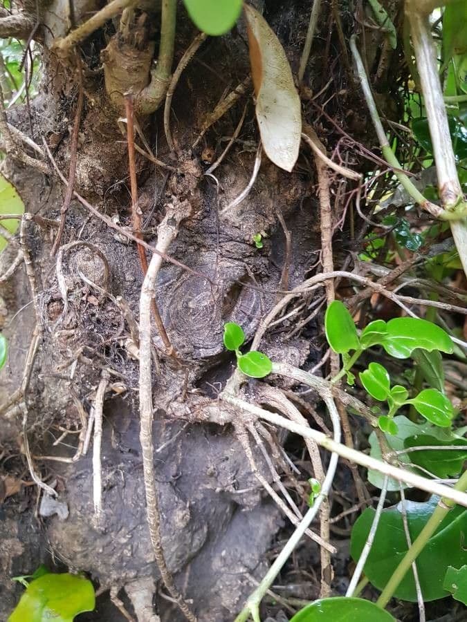 Coprosma plazivá 9