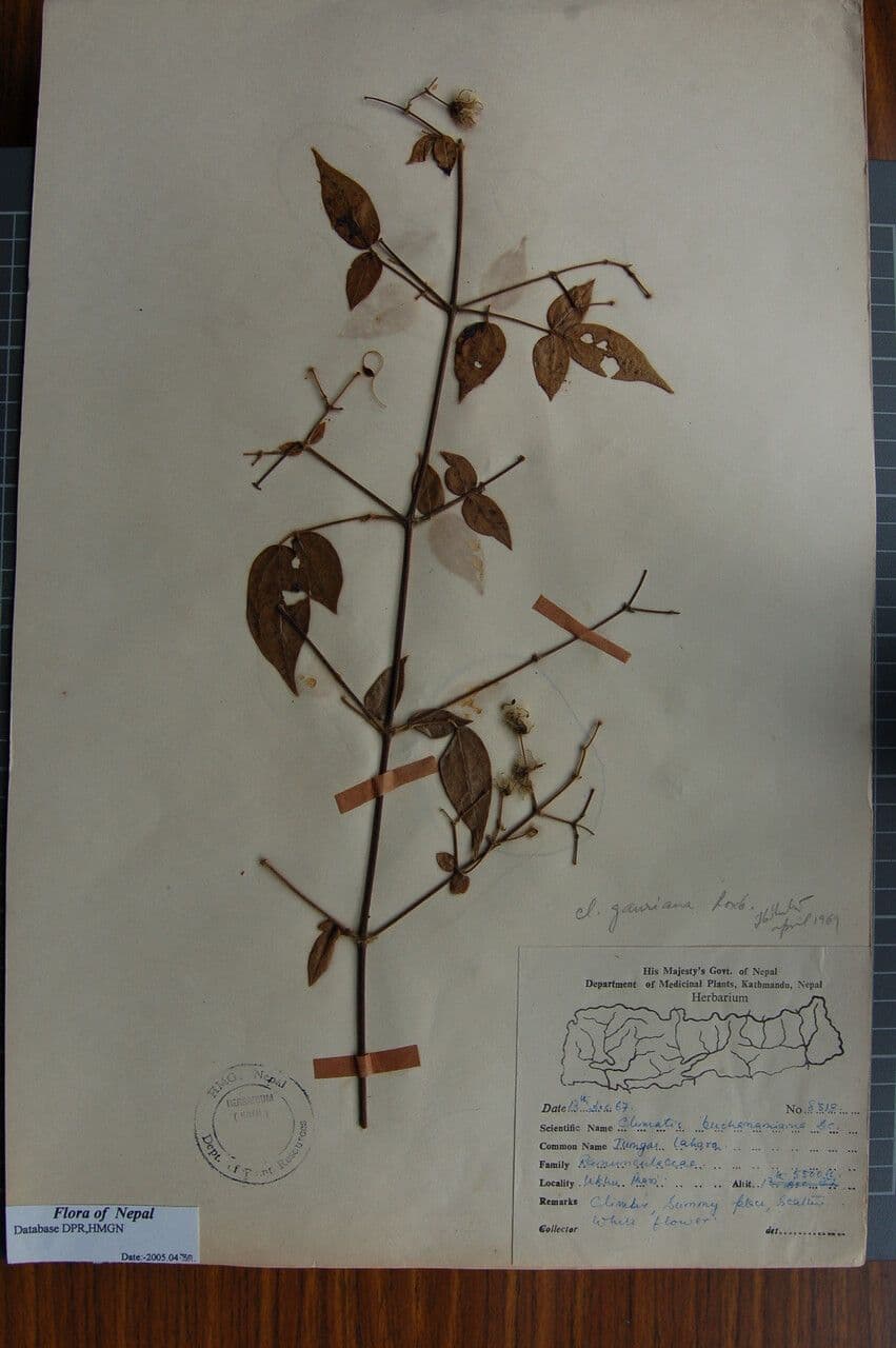 Clematis 5