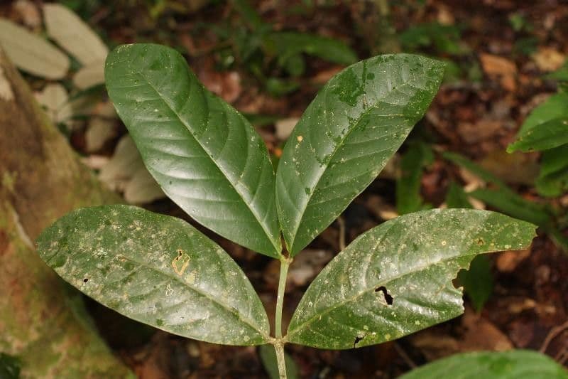 Tabernaemontana 3