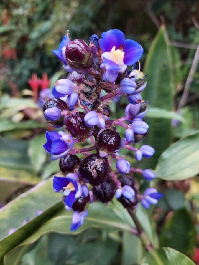Dichorisandra