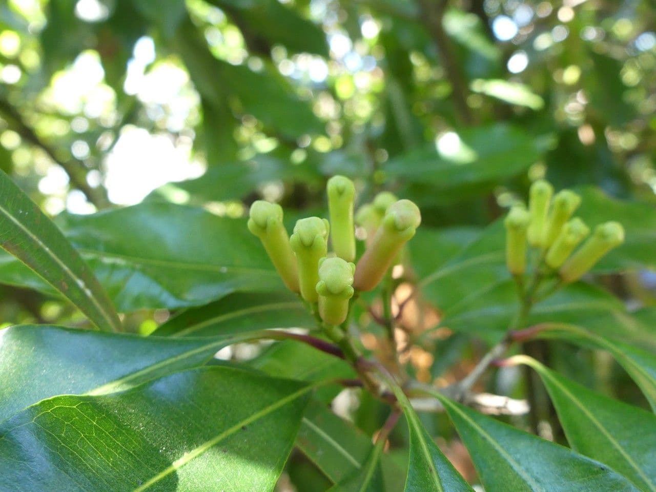 Giroflier 10